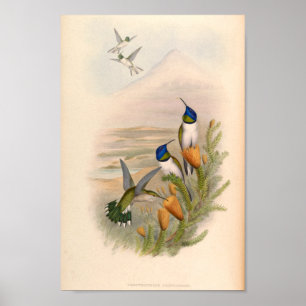 Vintage Hummingbirds Art Bird Print Flowers