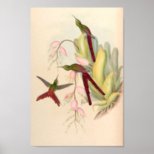 Vintage Hummingbirds Art Bird Print Flowers