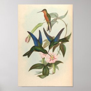 Vintage Hummingbirds Art Bird Print Flowers