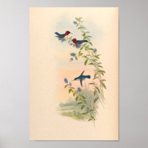 Vintage Hummingbirds Art Bird Print Flowers