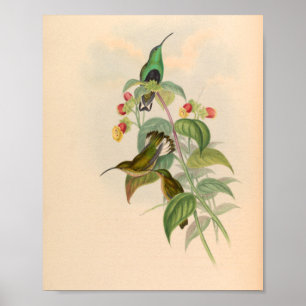 Vintage Hummingbirds Art Bird Print Flowers