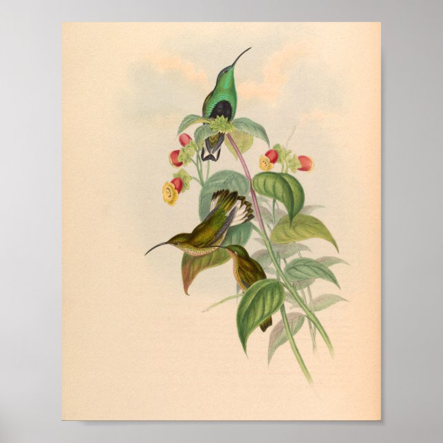 Vintage Hummingbirds Art Bird Print Flowers (Front)