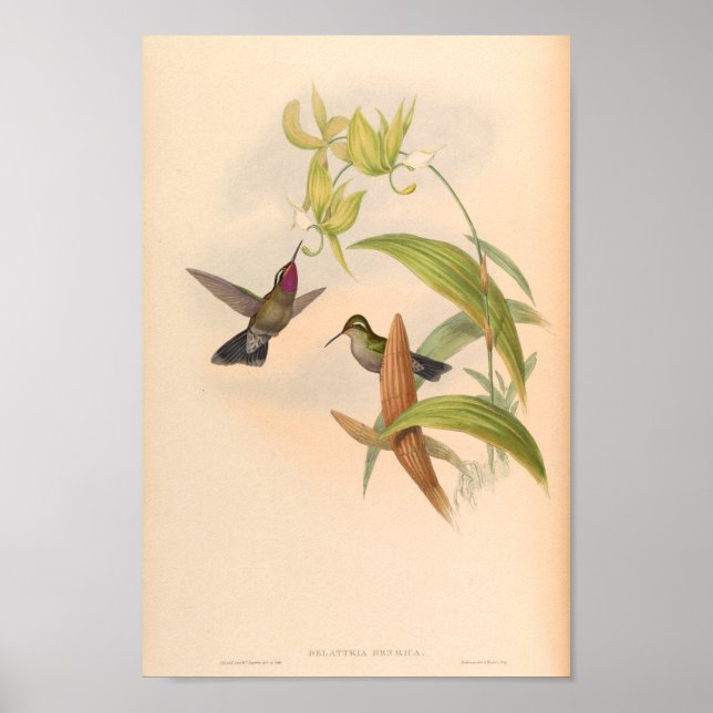 Vintage Hummingbirds Art Bird Print Flowers (Front)