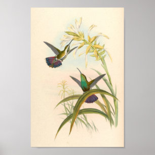 Vintage Hummingbirds Art Bird Print Flowers