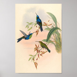 Vintage Hummingbirds Art Bird Print Flowers