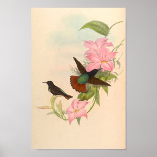 Vintage Hummingbirds Art Bird Print Flowers
