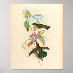 Vintage Hummingbirds Art Bird Print Flowers