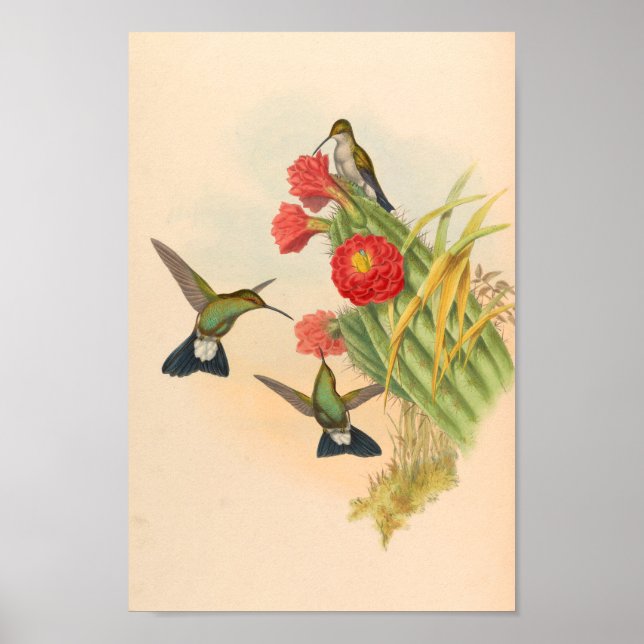 Vintage Hummingbirds Art Bird Print Flowers Cactus (Front)