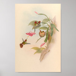 Vintage Hummingbirds Art Bird Print Flowers Nest