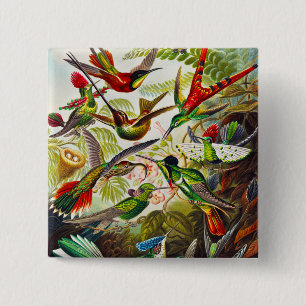 Vintage Hummingbirds by Ernst Haeckel 2 Inch Square Button