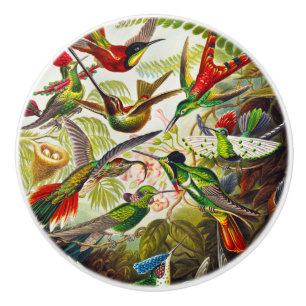 Vintage Hummingbirds by Ernst Haeckel Ceramic Knob