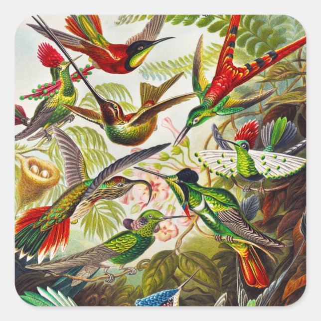 Vintage Hummingbirds by Ernst Haeckel Square Sticker (Front)
