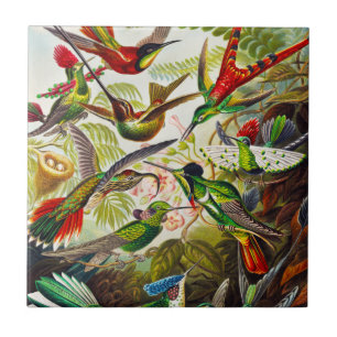 Vintage Hummingbirds by Ernst Haeckel Tile