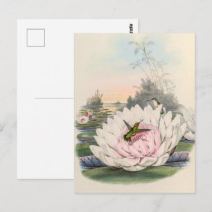 Vintage Hummingbirds by John Gould Postcard