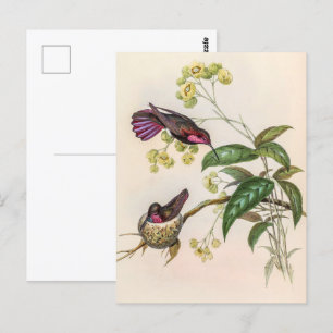 Vintage Hummingbirds by John Gould Postcard