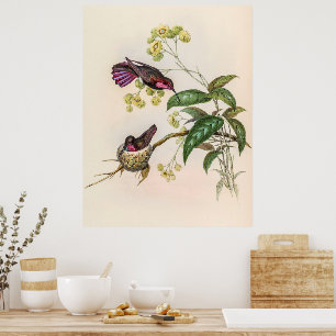 Vintage Hummingbirds by John Gould Poster