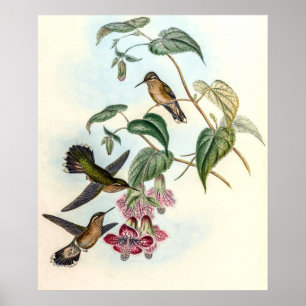 Vintage Hummingbirds by John Gould Poster
