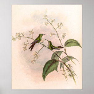 Vintage Hummingbirds by John Gould Poster