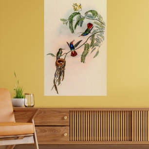 Vintage Hummingbirds by John Gould Poster