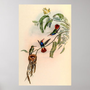 Vintage Hummingbirds by John Gould Poster