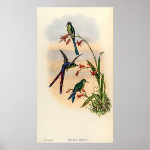 Vintage Hummingbirds by John Gould Poster