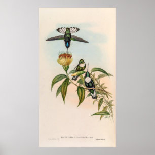 Vintage Hummingbirds by John Gould Poster