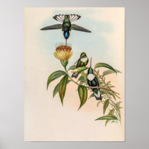 Vintage Hummingbirds by John Gould Poster
