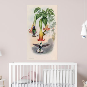Vintage Hummingbirds by John Gould Poster