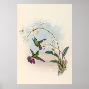 Vintage Hummingbirds by John Gould Poster