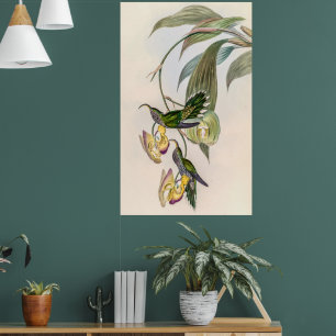 Vintage Hummingbirds by John Gould Poster