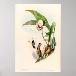 Vintage Hummingbirds by John Gould Poster