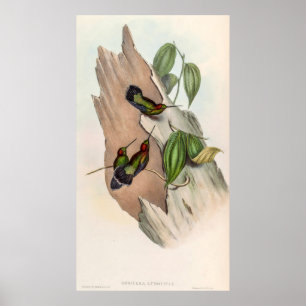 Vintage Hummingbirds by John Gould Poster
