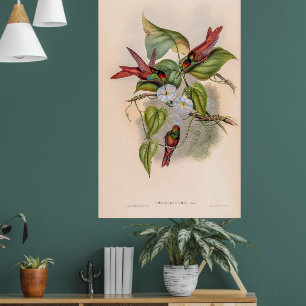 Vintage Hummingbirds by John Gould Poster