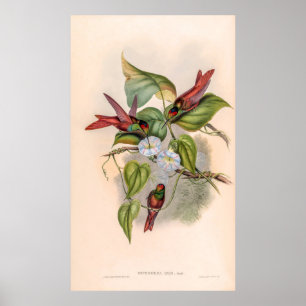Vintage Hummingbirds by John Gould Poster