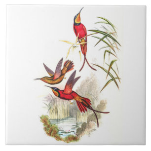 Vintage Hummingbirds by John Gould Tile