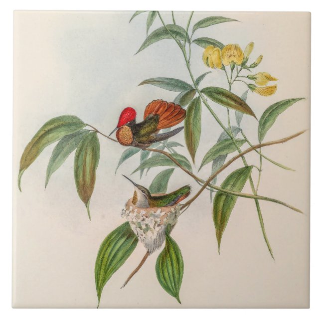 Vintage Hummingbirds by John Gould Tile (Front)