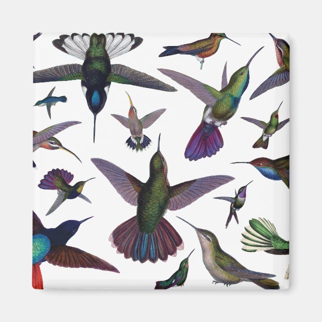 Vintage Hummingbirds Magnet (Front)
