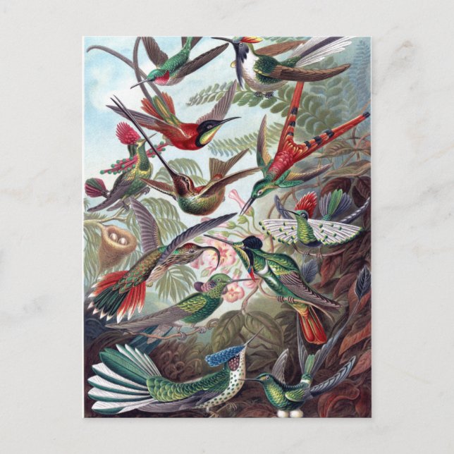 Vintage Hummingbirds Postcard (Front)