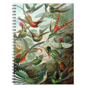 Vintage hummingbirds scientific illustration notebook