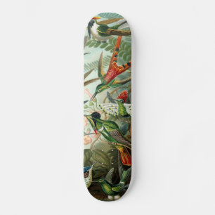 Vintage hummingbirds scientific illustration skateboard