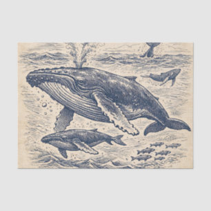 Vintage Humpback Whale Pod Engraving Tissue Paper