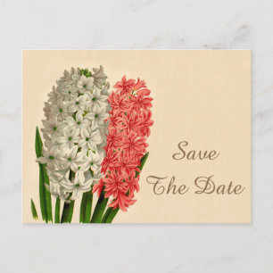 Vintage Hyacinths 100th Birthday Save The Date Announcement Postcard