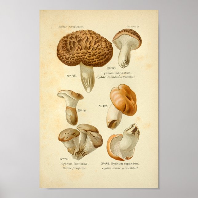 Vintage Hydnum Brown Mushrooms Art Print French (Front)