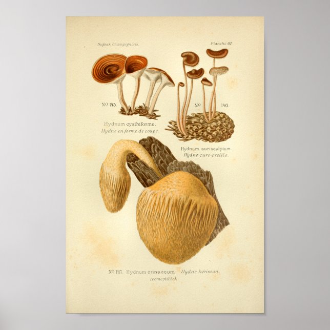 Vintage Hydnum Brown Mushrooms Art Print French (Front)