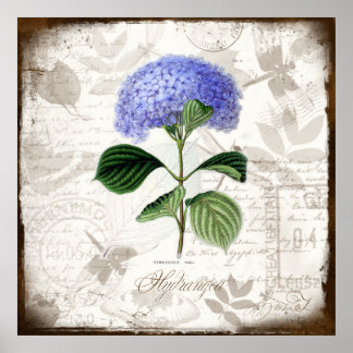 Vintage Hydrangea Poster