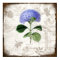 Vintage Hydrangea