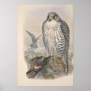 Vintage Iceland Falcon Bird Poster