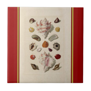 Vintage Illustrated Seashell Tile