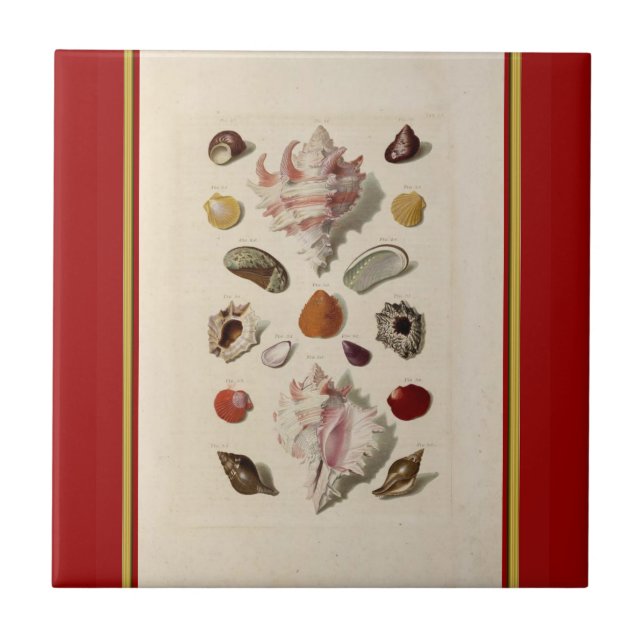 Vintage Illustrated Seashell Tile (Front)