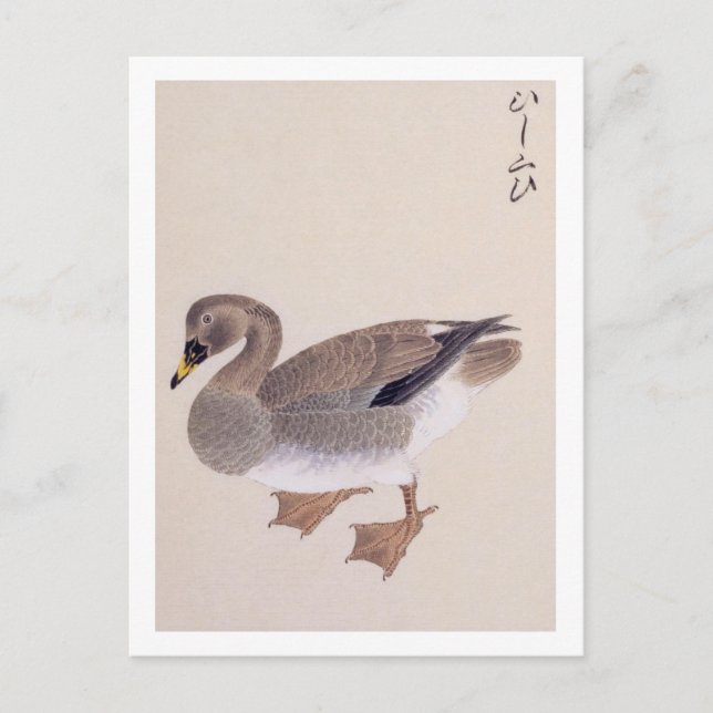 Vintage illustration: Bean goose Postcard (Front)